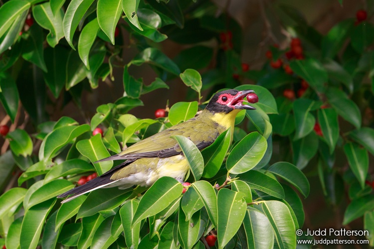 Australasian Figbird, Cairns Esplanade, Cairns, Queensland, Australia